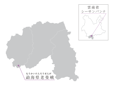 老曼峨古樹の産地マップ